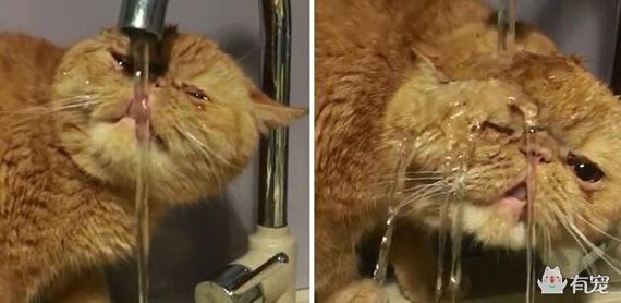 加菲猫被关进猫咪训练营,加菲猫最耻辱的时刻