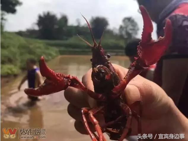 小龙虾基地钓龙虾,瑶海野钓龙虾的最佳地点