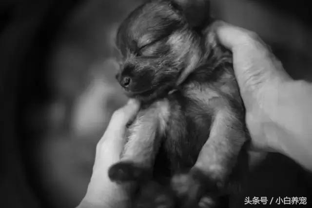 狗贩常用骗术和购犬须知,狗贩子买狗注意事项