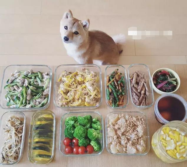 狗狗绝对不能吃的有哪些东西,宠物狗狗不能吃哪些东西