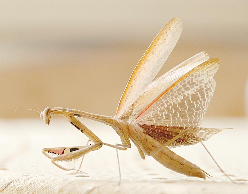 螳螂没营养会不会把丈夫吃掉,螳螂吃配偶是属于哪种什么行为