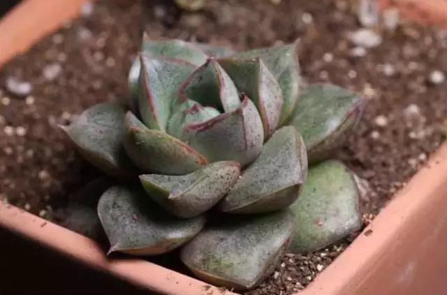 5鏈堜唤鎵︽彃浣曟椂鍙互涓婄泦,澶忓ぉ鎵︽彃鐨勬柟娉曞拰娉ㄦ剰浜嬮」