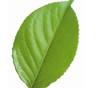 绿色的叶子为什么吸收红色光,叶子的颜色为什么会发生变化