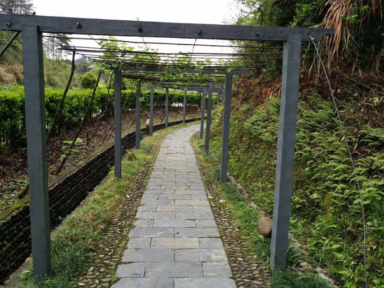 千岛湖甲鱼纯野生甲鱼,全国最大的甲鱼养殖基地在哪里