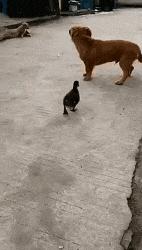 我有一个大胆的想法完整,我有一个大胆的想法幽默搞笑