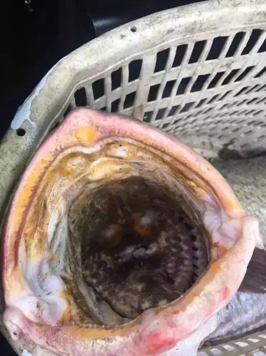 天价鱼视频,广西一小伙卖出500元天价鱼