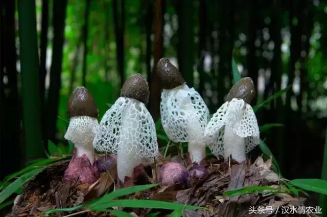 安康必吃的美食排行榜,安康最正宗的食物