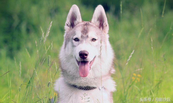 阿拉斯加和哈士奇哪个打架厉害,哈士奇和阿拉斯加幼犬如何区别