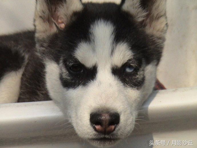 阿拉斯加和哈士奇哪个打架厉害,哈士奇和阿拉斯加幼犬如何区别
