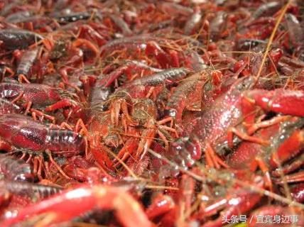 小龙虾基地钓龙虾,瑶海野钓龙虾的最佳地点