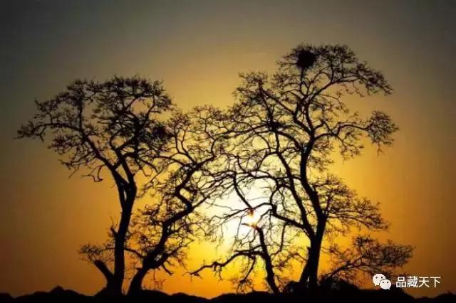 你家有家谱吗？你知道你的始祖是谁吗？