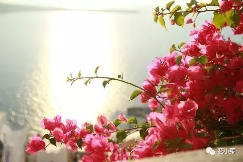 中国的哲学智慧,中国的哲学和西方的科学