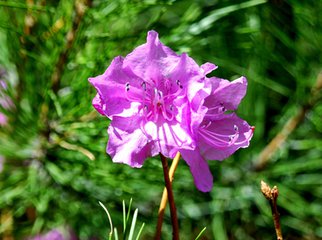 游大明湖文章,泸沽湖环湖游散文