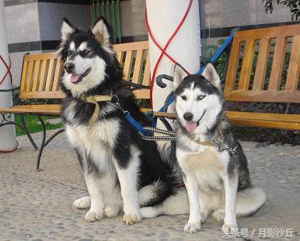 阿拉斯加和哈士奇哪个打架厉害,哈士奇和阿拉斯加幼犬如何区别