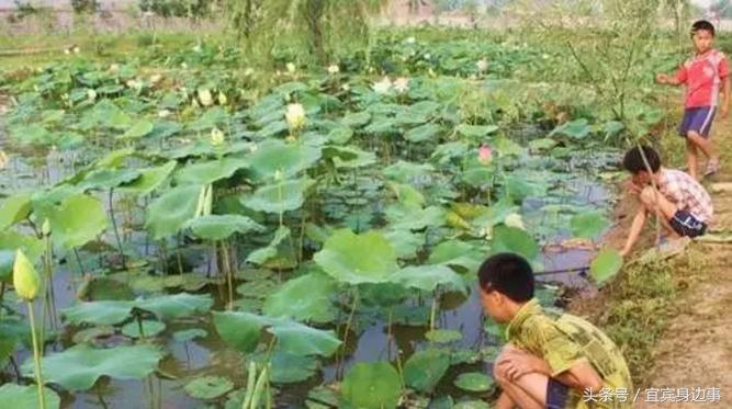 小龙虾基地钓龙虾,瑶海野钓龙虾的最佳地点