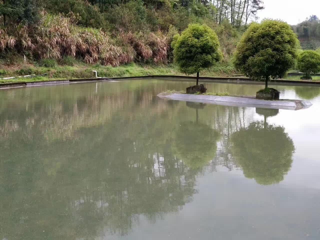 千岛湖甲鱼纯野生甲鱼,全国最大的甲鱼养殖基地在哪里