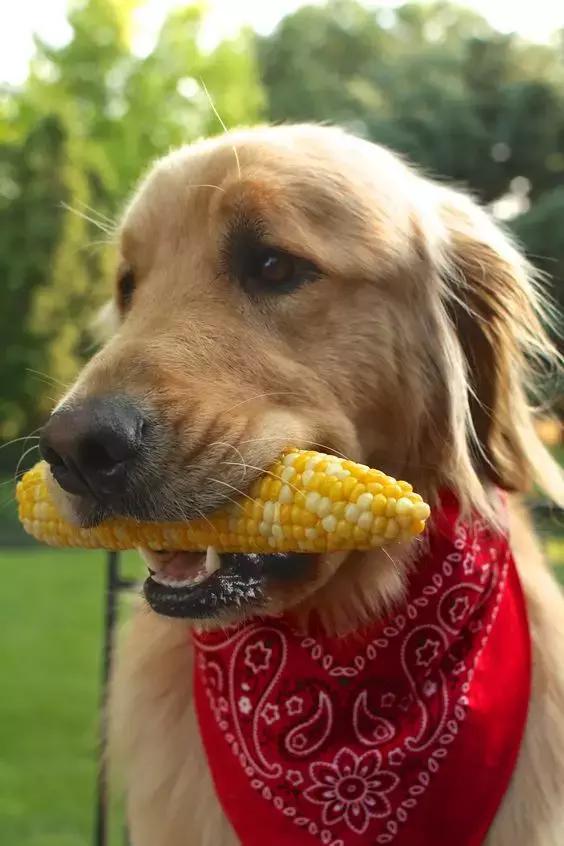 狗狗绝对不能吃的有哪些东西,宠物狗狗不能吃哪些东西