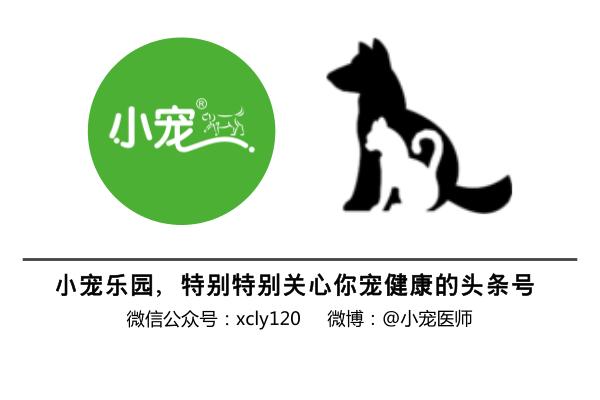 狗狗便血了？！养宠一定要知道的狗狗血便原因