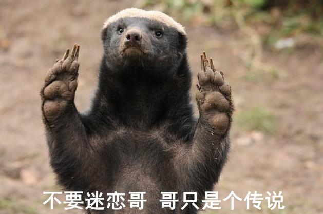 蜜獾一个非洲扛把子的生物，这辈子没怕过谁