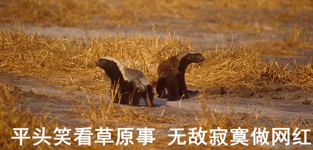 蜜獾一个非洲扛把子的生物，这辈子没怕过谁