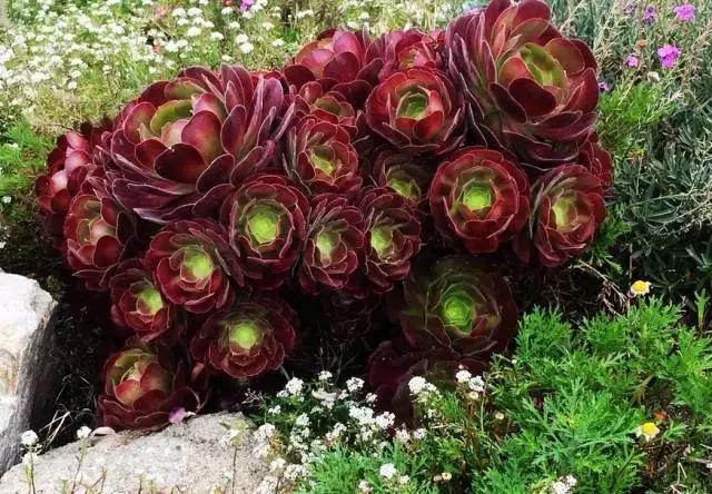 5鏈堜唤鎵︽彃浣曟椂鍙互涓婄泦,澶忓ぉ鎵︽彃鐨勬柟娉曞拰娉ㄦ剰浜嬮」