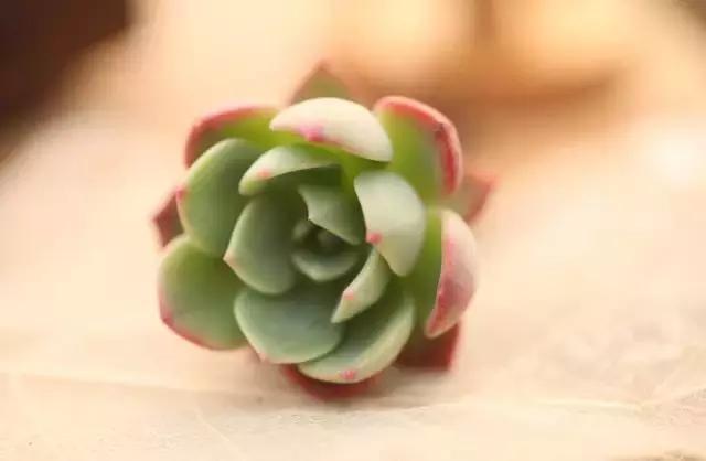 5鏈堜唤鎵︽彃浣曟椂鍙互涓婄泦,澶忓ぉ鎵︽彃鐨勬柟娉曞拰娉ㄦ剰浜嬮」