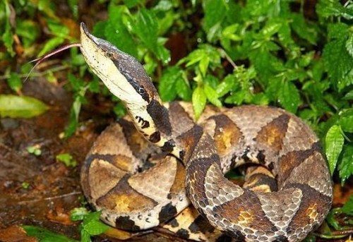 上山被毒蛇咬了如何自救,在野外被毒蛇咬伤如何自救