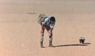 蜜獾一个非洲扛把子的生物，这辈子没怕过谁