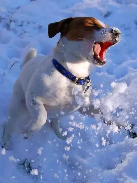 狗狗绝对不能吃的有哪些东西,宠物狗狗不能吃哪些东西