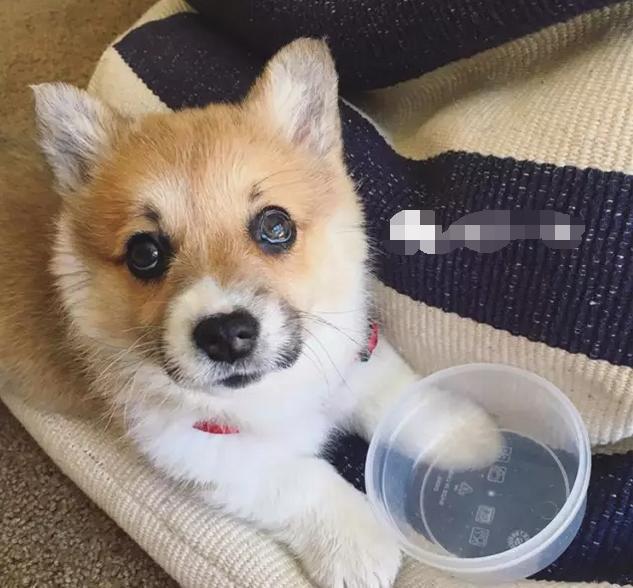 狗狗绝对不能吃的有哪些东西,宠物狗狗不能吃哪些东西