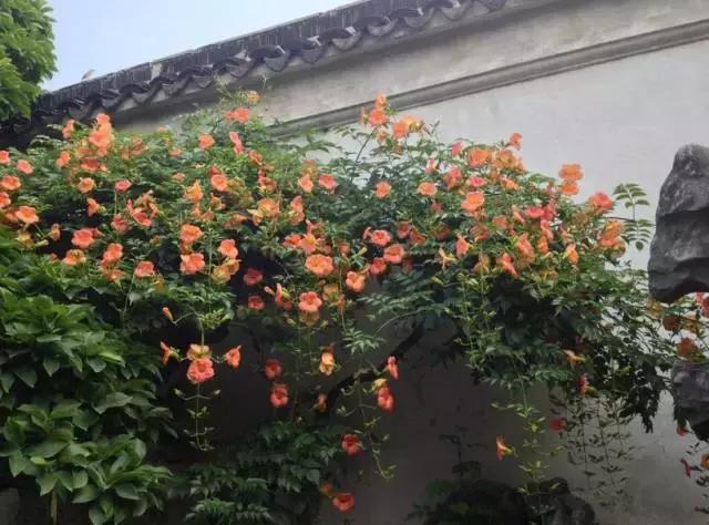 5鏈堜唤鎵︽彃浣曟椂鍙互涓婄泦,澶忓ぉ鎵︽彃鐨勬柟娉曞拰娉ㄦ剰浜嬮」