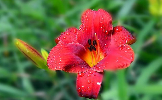 母亲节送什么花最好最合适呢,母亲节送什么花最好最实用