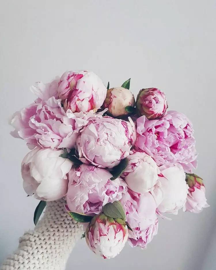 除了康乃馨还可以送母亲什么花,母亲节适合送妈妈的花康乃馨