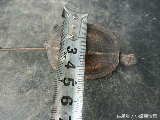 农民掏粪时挖出金乌龟,大叔挖到金乌龟