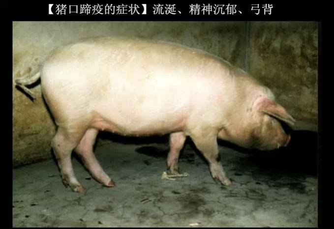 预防猪口蹄疫拌料的药,口蹄疫苗是预防什么的