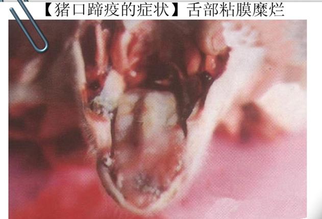 预防猪口蹄疫拌料的药,口蹄疫苗是预防什么的