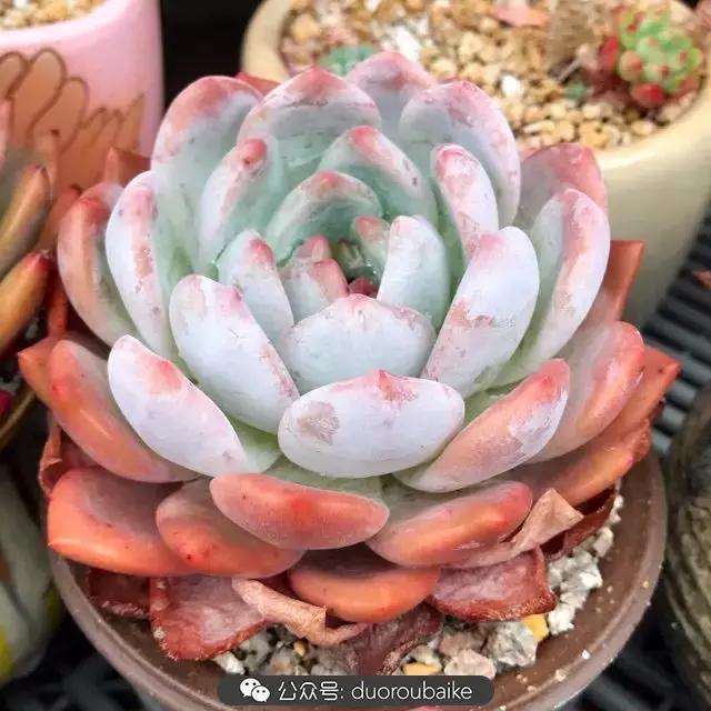 好养又耐看的多肉小老桩,好养活又漂亮的多肉老桩