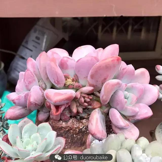 好养又耐看的多肉小老桩,好养活又漂亮的多肉老桩