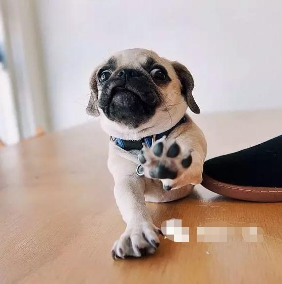 狗狗绝对不能吃的有哪些东西,宠物狗狗不能吃哪些东西