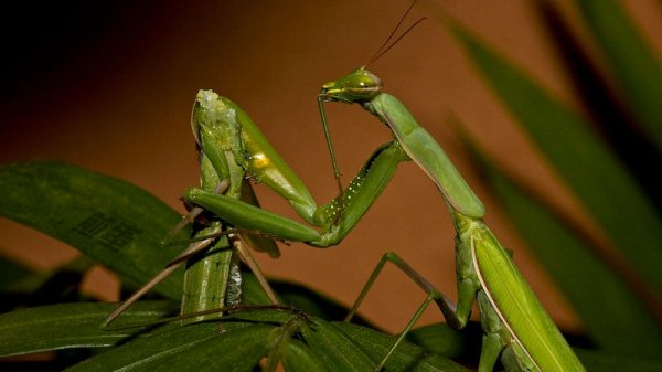 螳螂没营养会不会把丈夫吃掉,螳螂吃配偶是属于哪种什么行为