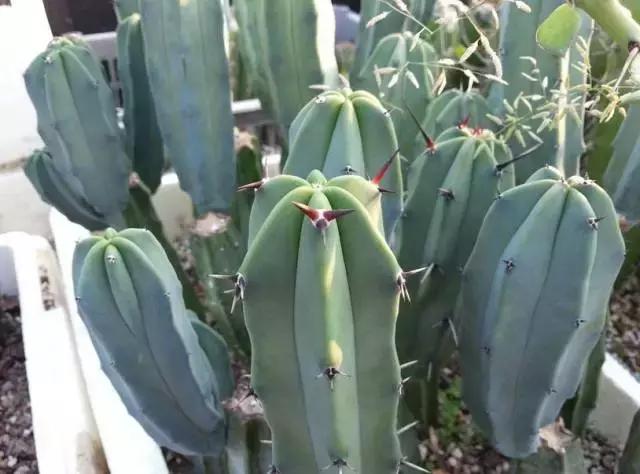 5鏈堜唤鎵︽彃浣曟椂鍙互涓婄泦,澶忓ぉ鎵︽彃鐨勬柟娉曞拰娉ㄦ剰浜嬮」