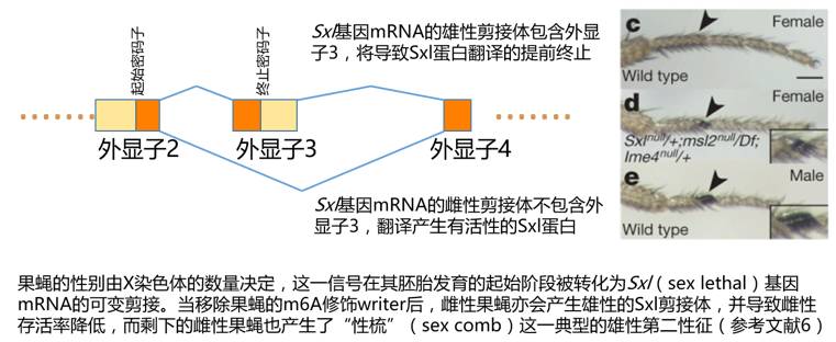 关于dna和rna,rnavsdna