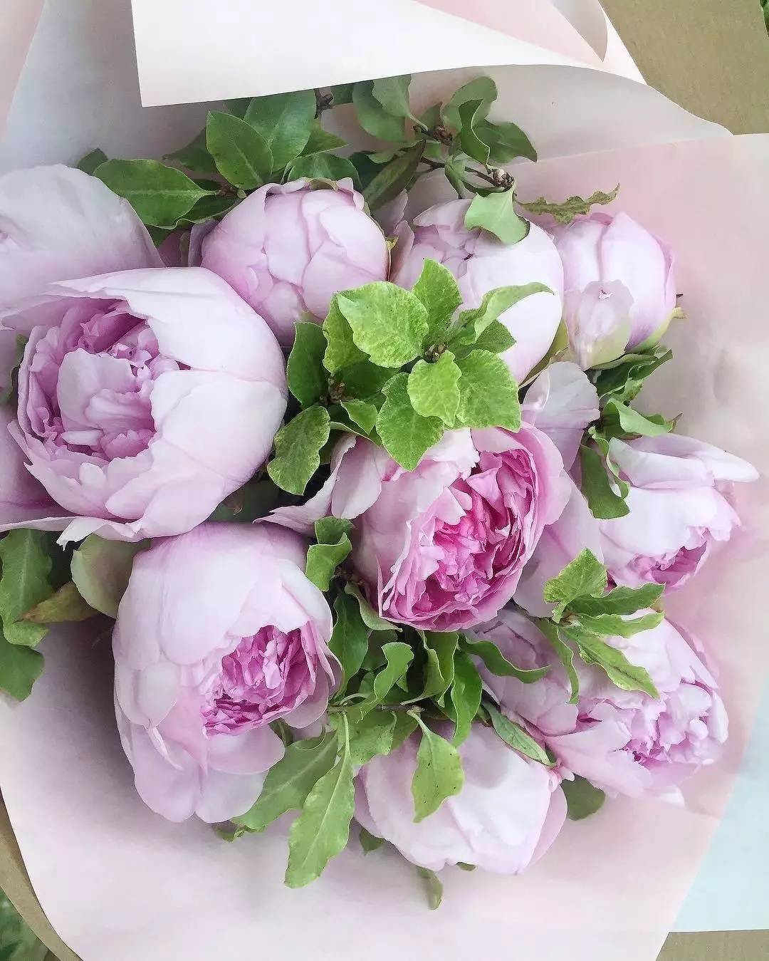 除了康乃馨还可以送母亲什么花,母亲节适合送妈妈的花康乃馨