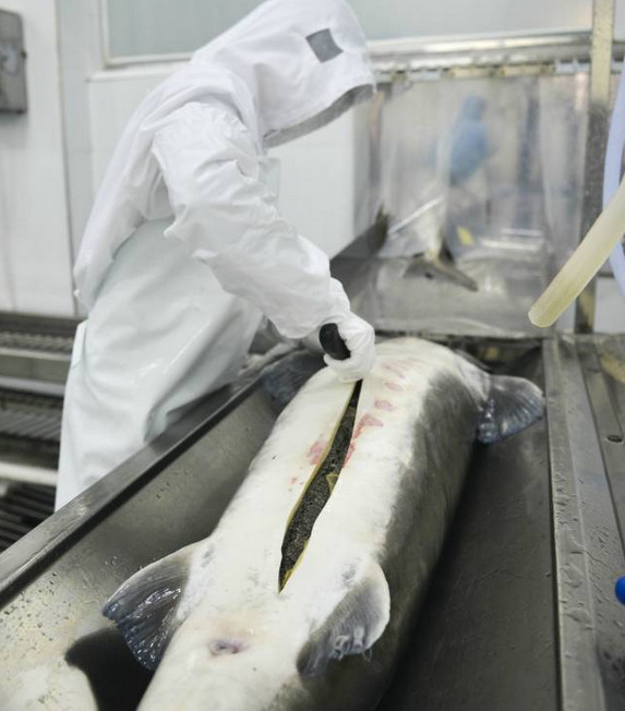 鱼子酱经典场面,带你探寻顶级鱼子酱的加工流程