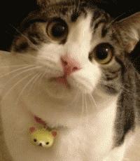 赵今麦张子枫蒋依依张雪迎宋祖儿,关晓彤宋祖儿张雪迎蒋依依