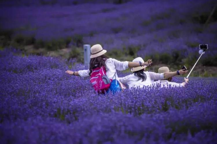 上海薰衣草节亲子嘉年华,薰衣草旅游节