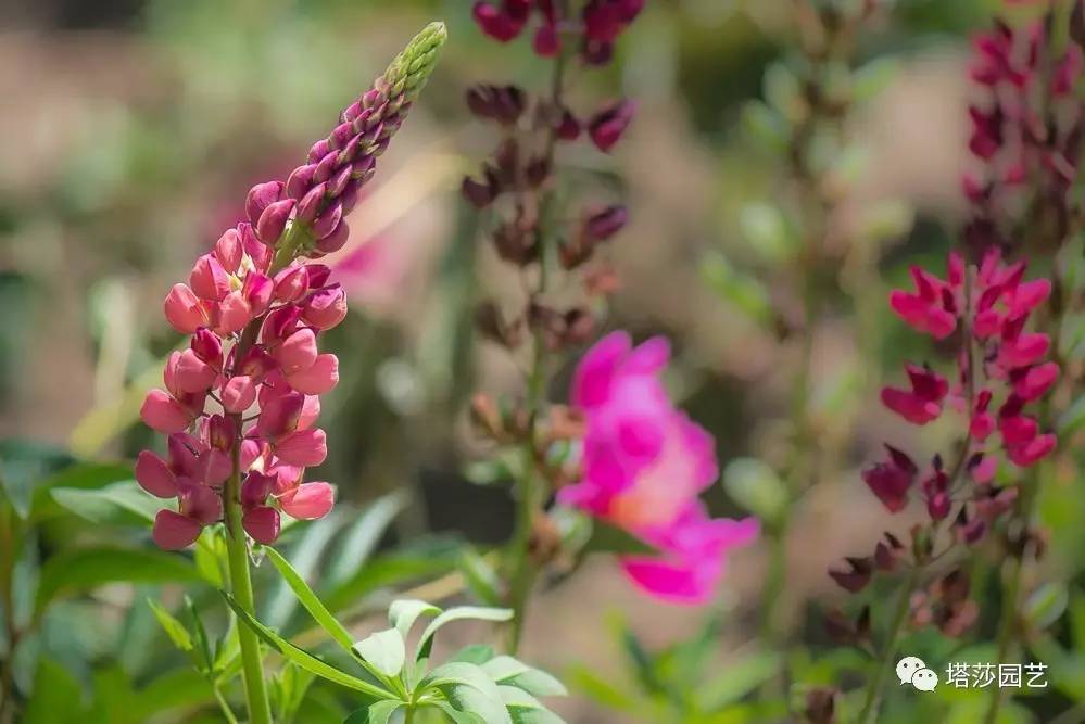 除了康乃馨以外送给妈妈什么花,代表母亲的花是康乃馨