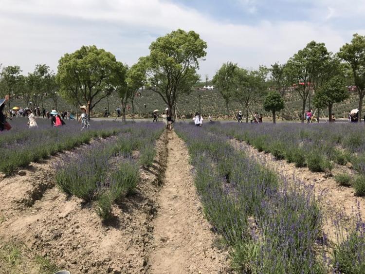 上海薰衣草节亲子嘉年华,薰衣草旅游节
