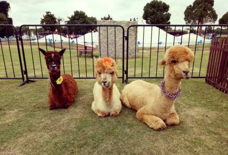 上海薰衣草节亲子嘉年华,薰衣草旅游节