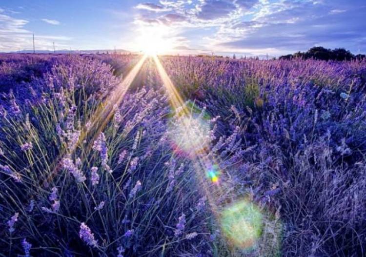 上海薰衣草节亲子嘉年华,薰衣草旅游节